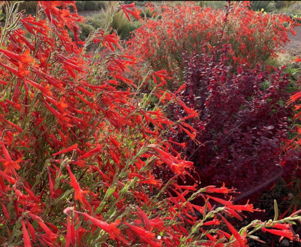 red flowers next to plant with red foliage