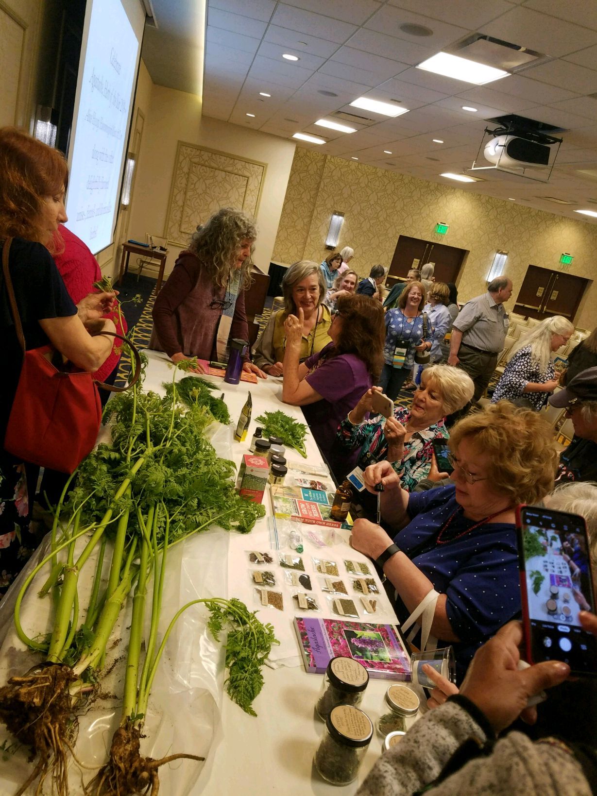 Display table, after author's presentation "Herbs with Anise-, Fennel- and Licorice-Like Flavors" at the HSA annual conference.