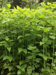 12+ Wild Bergamot Flower