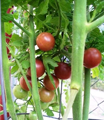 Green Beefsteak Tomatoes - Food Gardening Network