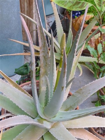 Aloe Vera Plant Care & Complete Growing Guide - Get Busy Gardening, aloe  vera