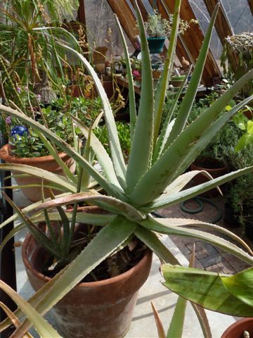 Aloe vera - Aloe vera, Plants