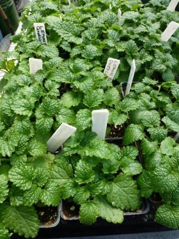 13. Propagation