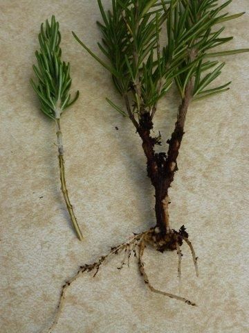 13. Propagation