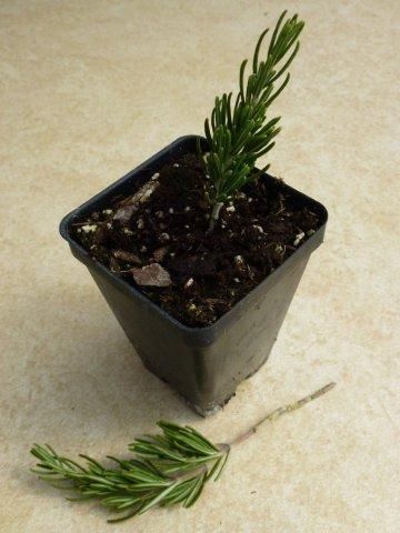 13. Propagation