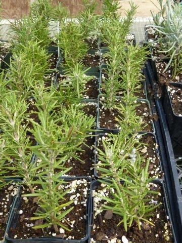 13. Propagation