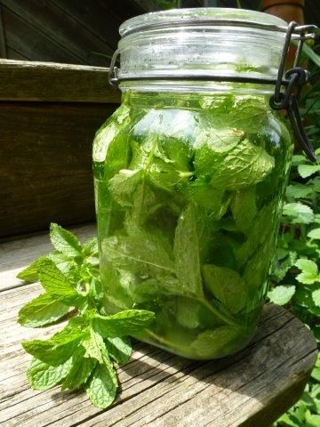 Culinary Mint Medley - FineGardening