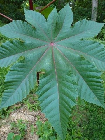 close up of leaf