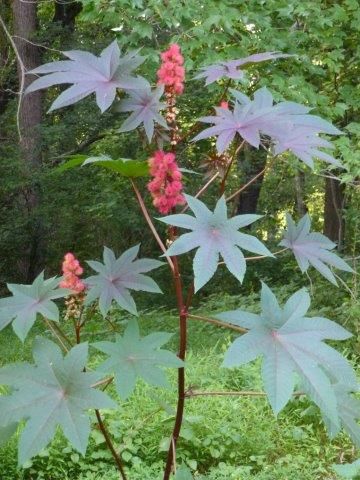 castor bean plant