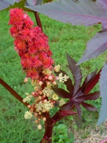 fuschia seed pod and white flowers