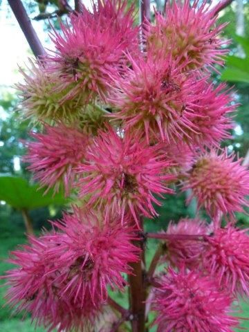 spiny, bright pink seedpods contain the poisonous seeds of the castor bean plant.
