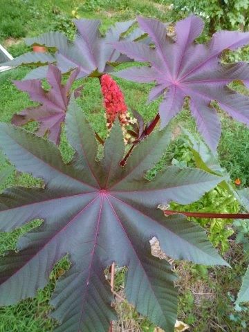 Foliage can be green or red with hues in between