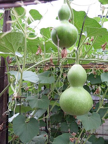 birdhouse gourd