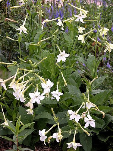 These six flowers are blooming right now. And they make a lot of scents