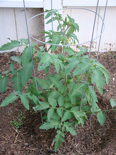 Tomato cage