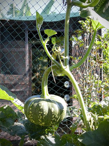 climbing pumpkin