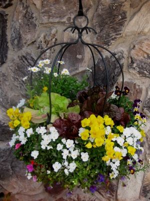 lettuce plant and flowers in a hanging basket