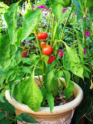 bell pepper seedlings