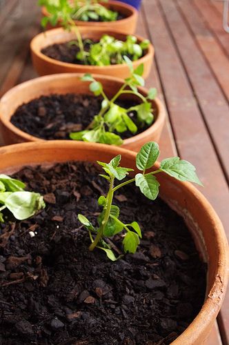 tomato seedlings