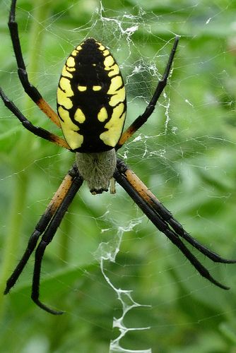 Good Spiders That Help Gardens