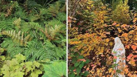 と*け様 新タランチュラ Page & Plant In Japan 6CD+1 Perennials That Grow in Shade: 6 Plants with Multiseason Appeal