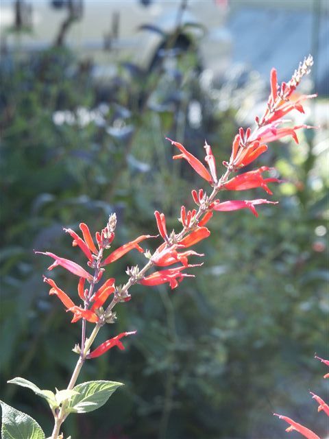 How to grow gorgeous Sage