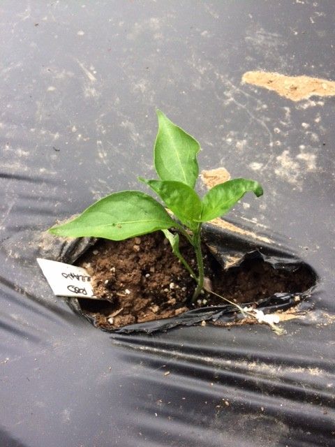 Closeup chile pepper transplant