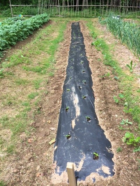 We plant peppers in two rows rather than a single row since they can be closer together than tomatoes