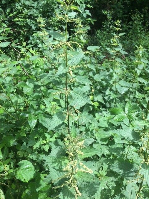 Nettles: Last Harvest until Fall - FineGardening