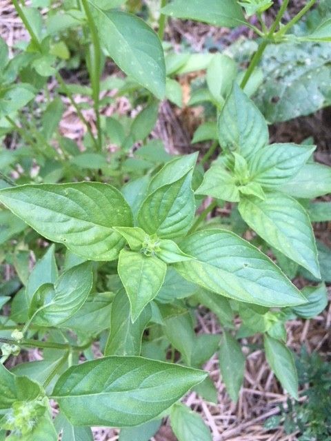 Lemon Basil FineGardening