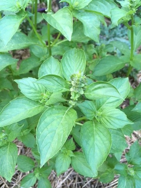 Lemon Basil in the Kitchen FineGardening