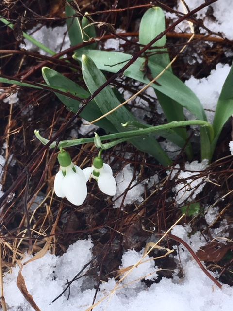 Snow on snowdrops