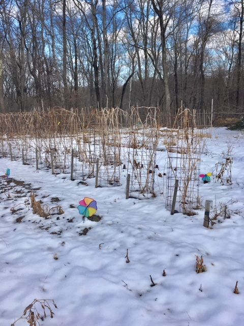 The vegetable garden under a blanket of snow