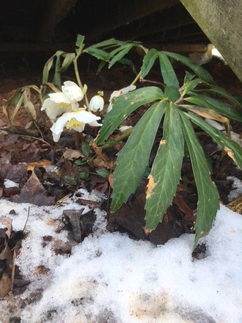 This Hellebore, also known as the Lentan Rose, has opened up in its timely manner,