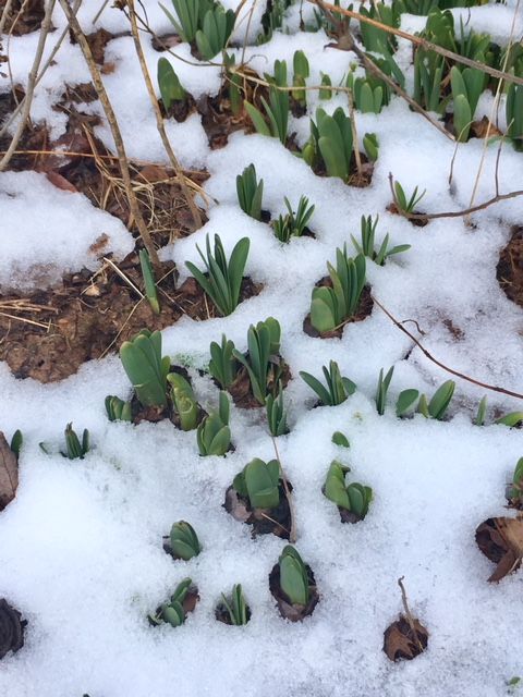 Narcissus, daffodils and Virginia bluebells are patiently waiting for spring