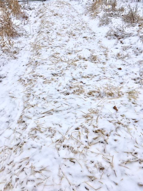 Garlic has sprouted below this protective layer of wheatstraw and cover of snow