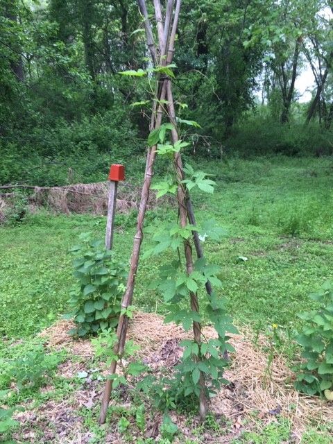 Spring in the Vegetable Garden - FineGardening