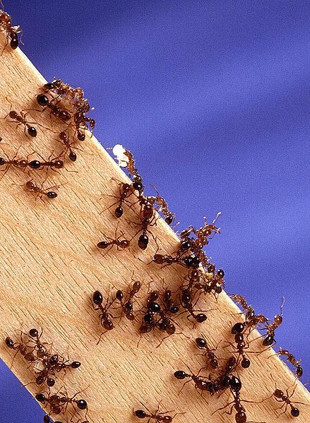 fire ants on a board of wood