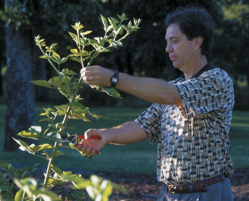 Trimming the first-year canes