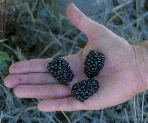 Kiowa blackberries