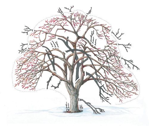 Illustration of an apple tree