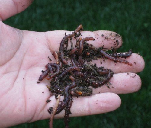 Close up of live worms in a worry compost creating garden