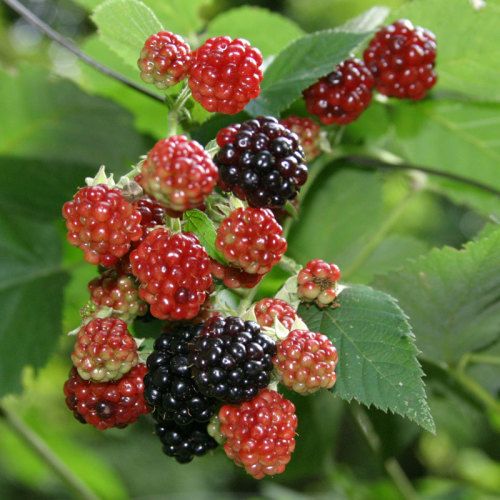 Thornless Blackberries - FineGardening