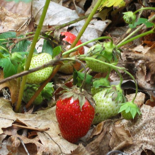 Strawberries Mold Image & Photo (Free Trial)