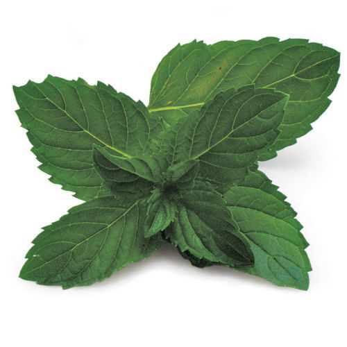 Shape Raspberry Mint, Product page