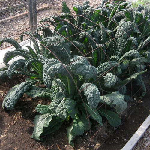 dinosaur kale