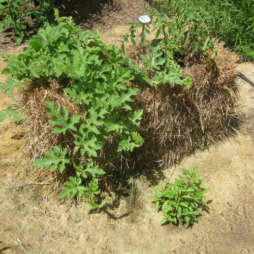 Why You Should Garden Using Straw Bales