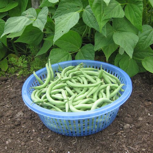 bush beans gathered in a container outside