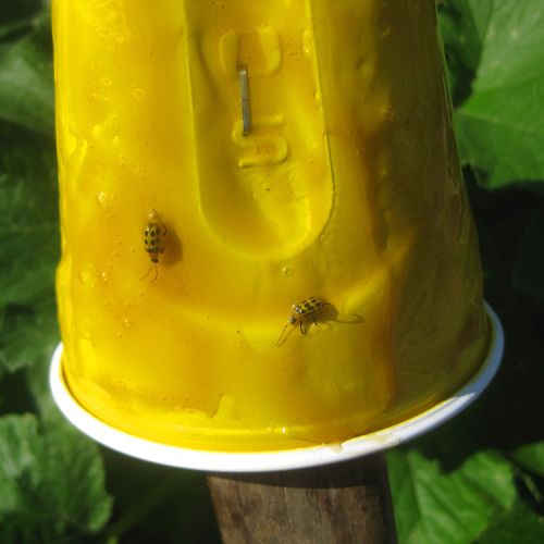 yellow plastic cup with cucumber beetles on it