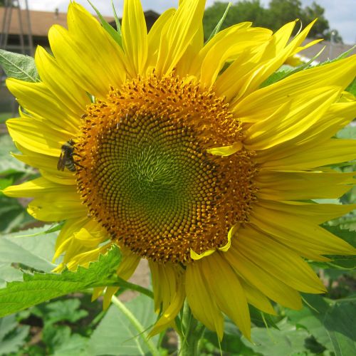 Sunflower